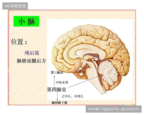 网球比赛中的“关键分”心理博弈：专家深度剖析